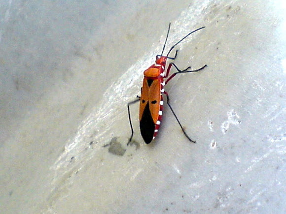 Red head, orange wings with