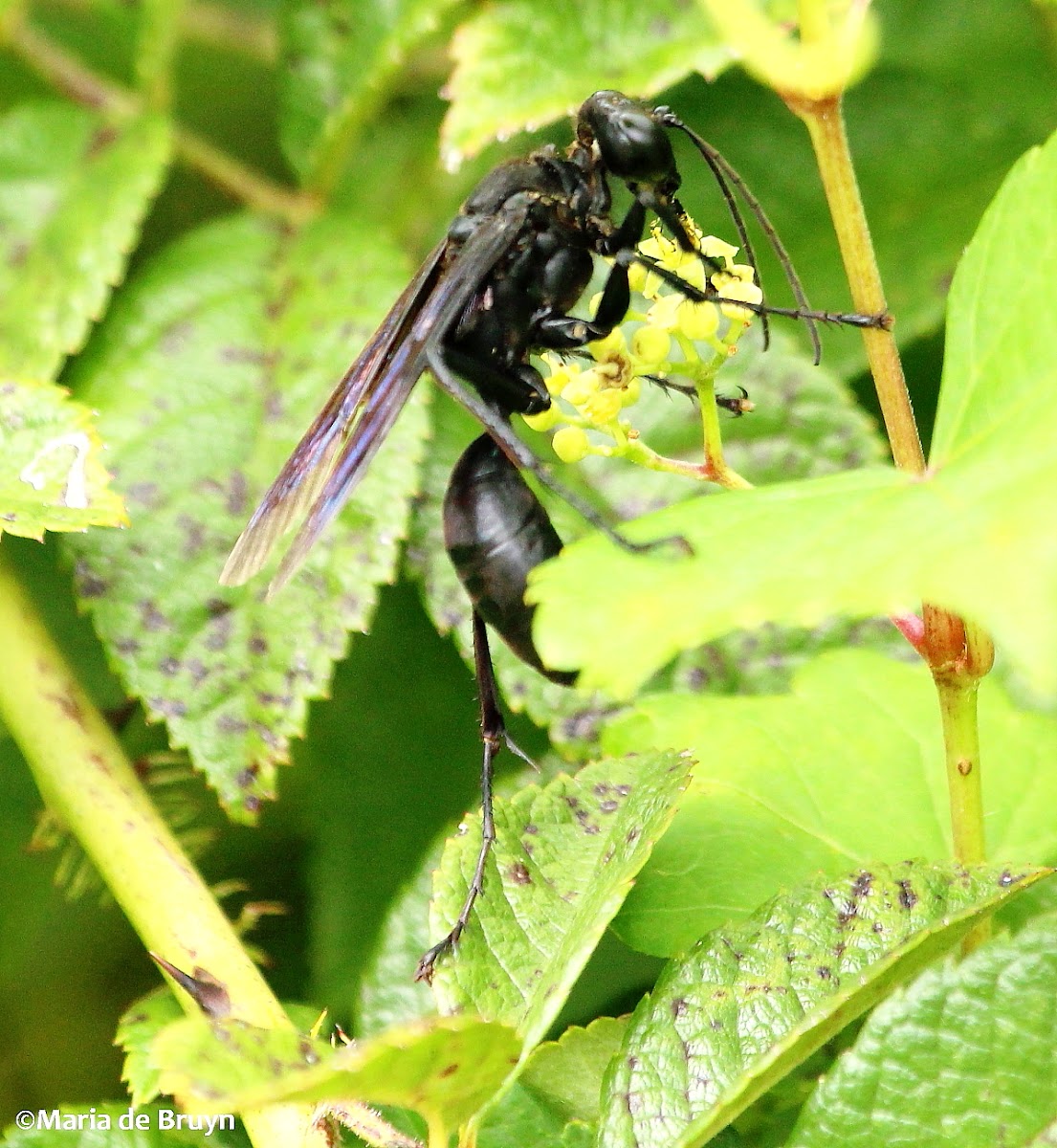 Great black wasp
