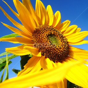 GIRASOLES by Yako Laverde - Flowers Single Flower