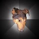 Depression Dog