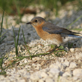 Eastern Bluebird by Robert Huebner - Animals Birds