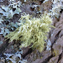 Shrubby Lichens