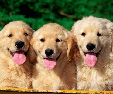 Free Kids puzzle – Fun Dog APK