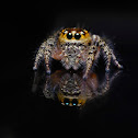Two horned Jumping spider