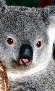 Koala Wallpapers Screenshots 4