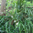 staghorn fern