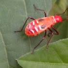 A Red Nymph