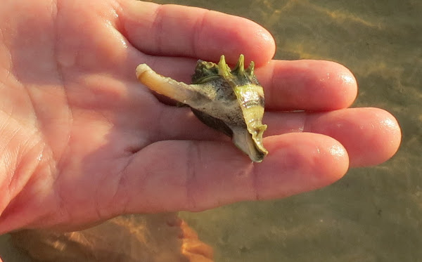 Florida Crown Conch | Project Noah