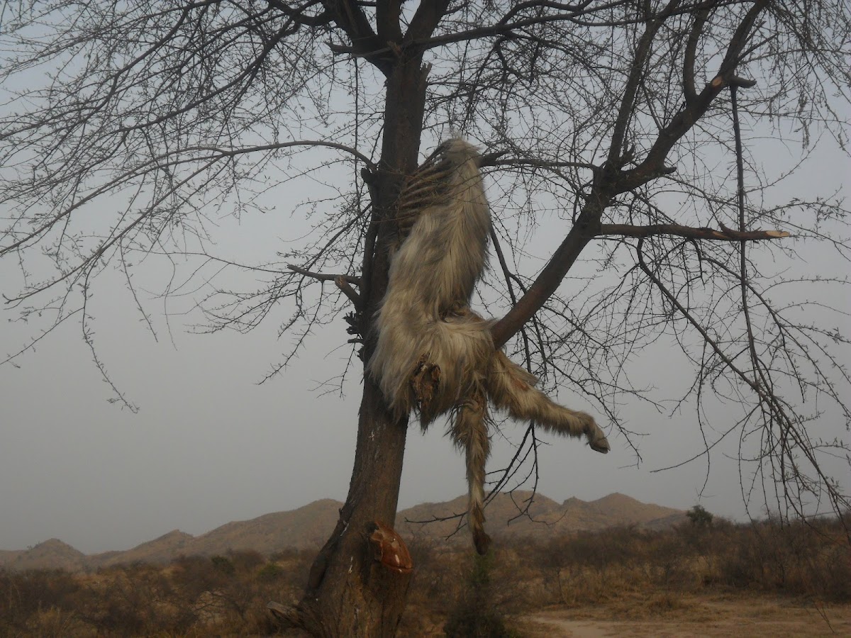 Goat killed on a tree