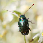 Metallic leaf beetle