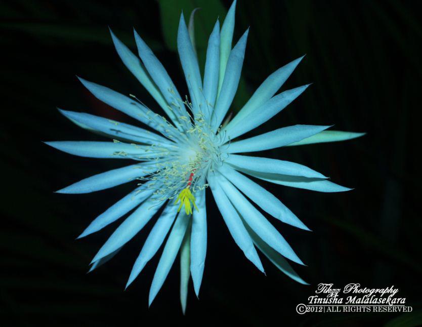 Night Blooming Cereus/the Kadupul flower