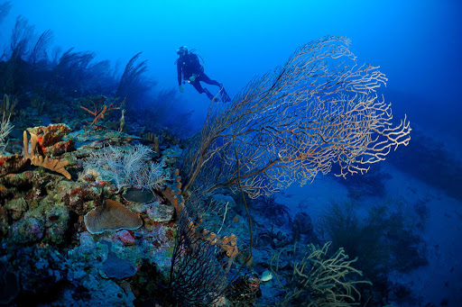 scuba-diver-St-Eustatius - Beautiful reefs and shells lie below the warm waters of St. Eustatius, which offers some of the best dives in the Caribbean. 