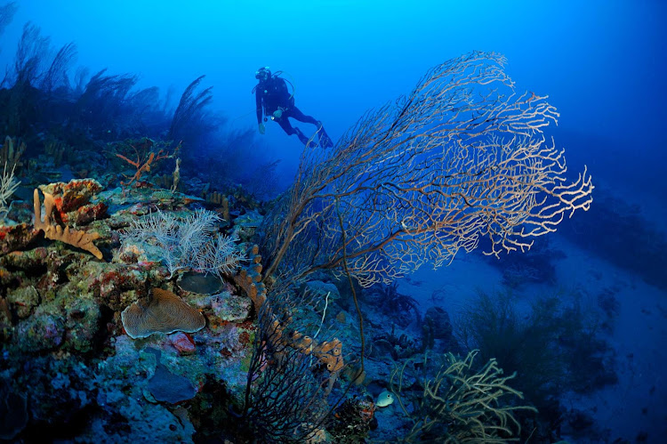 Beautiful reefs and shells lie below the warm waters of St. Eustatius, which offers some of the best dives in the Caribbean. 