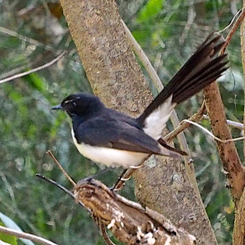 Willie Wagtail
