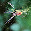 Golden Silk Orbweaver