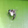 Jumping Spider - Male