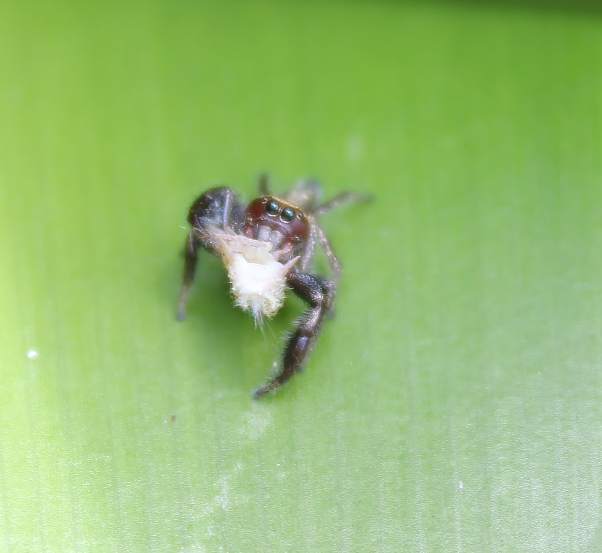 Jumping Spider - Male