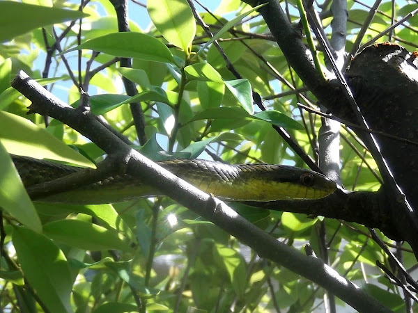 Tree Snake | Project Noah