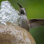 Anna's Hummingbird (juvenile male)