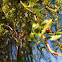 Multicolored Asian Lady Beetle