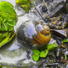 Water Snail