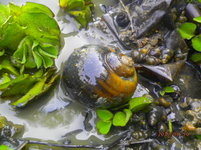 Water Snail