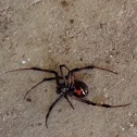 Southern Black Widow