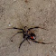 Southern Black Widow