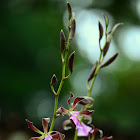 Orquidea