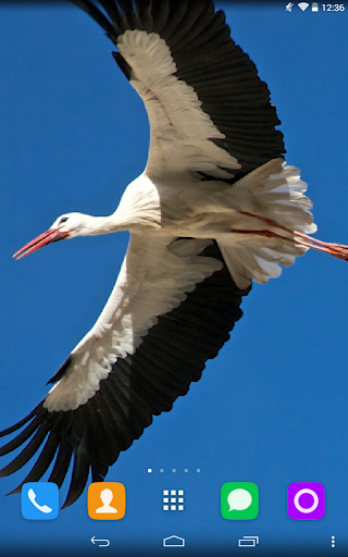 Stork Live Wallpaper