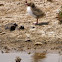 Common Tern - chicks
