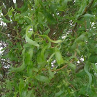 Wavy Tree