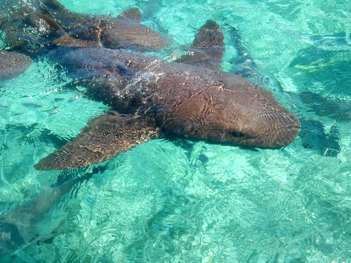 snorkel-nurse-shark-belize - Snorkeling with nurse sharks, Belize.