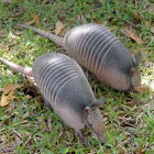 Nine-banded Armadillo