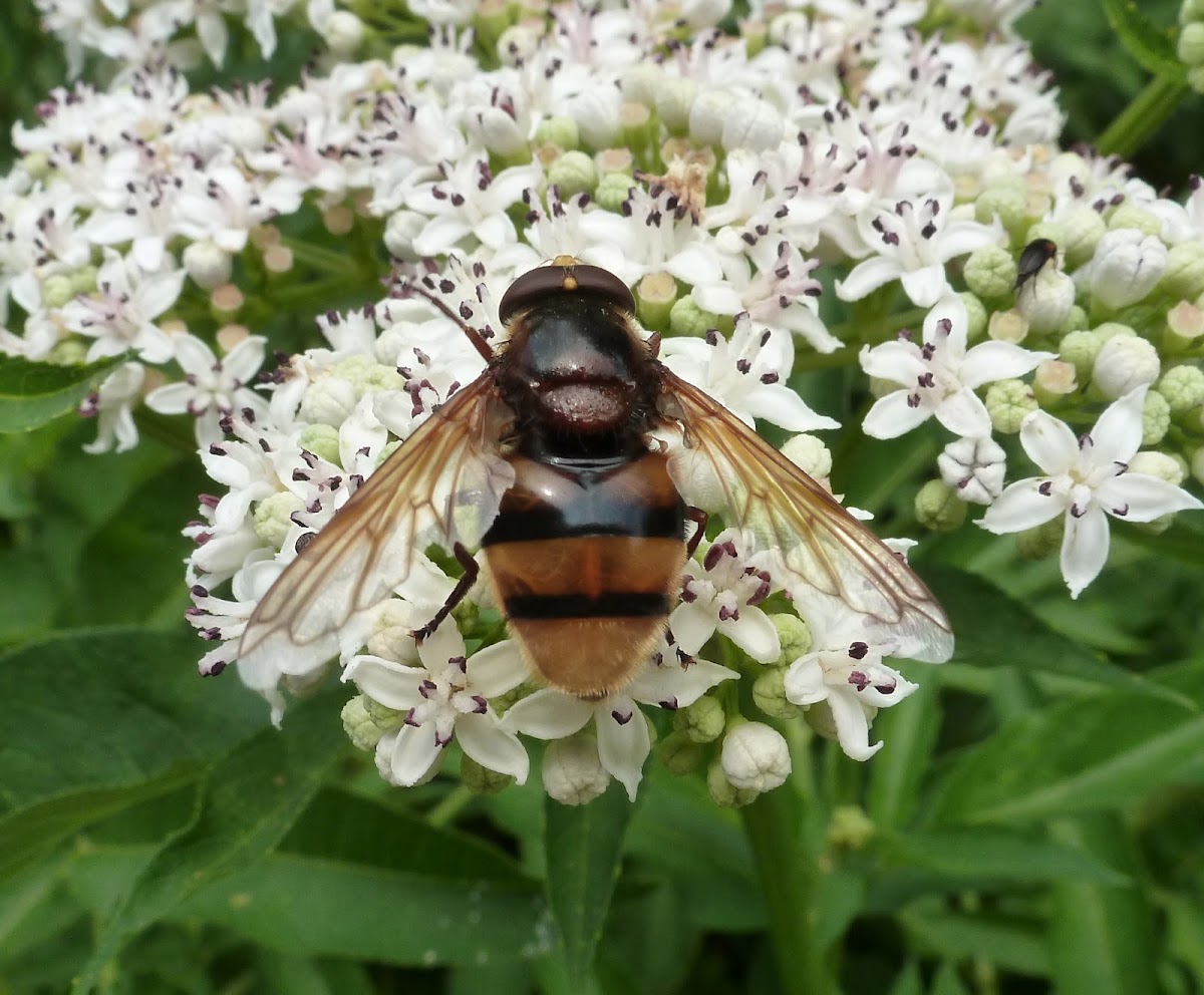 Volucella zonaria