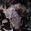 Pseudocyphellaria crocata (Lichen)