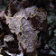 Pseudocyphellaria crocata (Lichen)