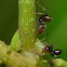 Ants and Membracids