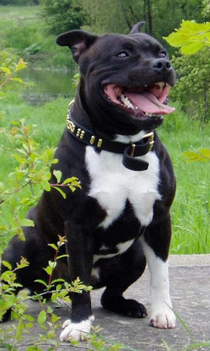 Staffordshire Bull Terrier