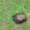 GopherTortoise