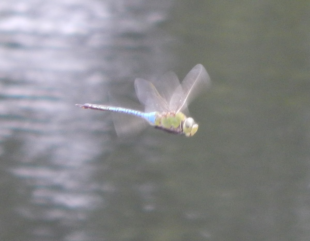 Common Green Darner