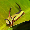 Common Map Butterfly Caterpillar