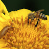 Beetle and honey bee