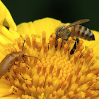 Beetle and honey bee