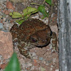 West Indian Toad