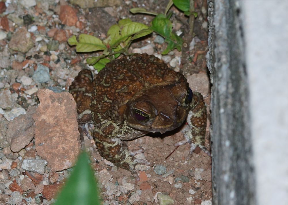 West Indian Toad