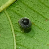 Ladybeetle