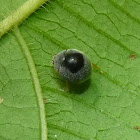 Ladybeetle