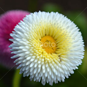 by Michelle Farmer - Flowers Flower Gardens