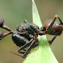 ant infested with cordyceps